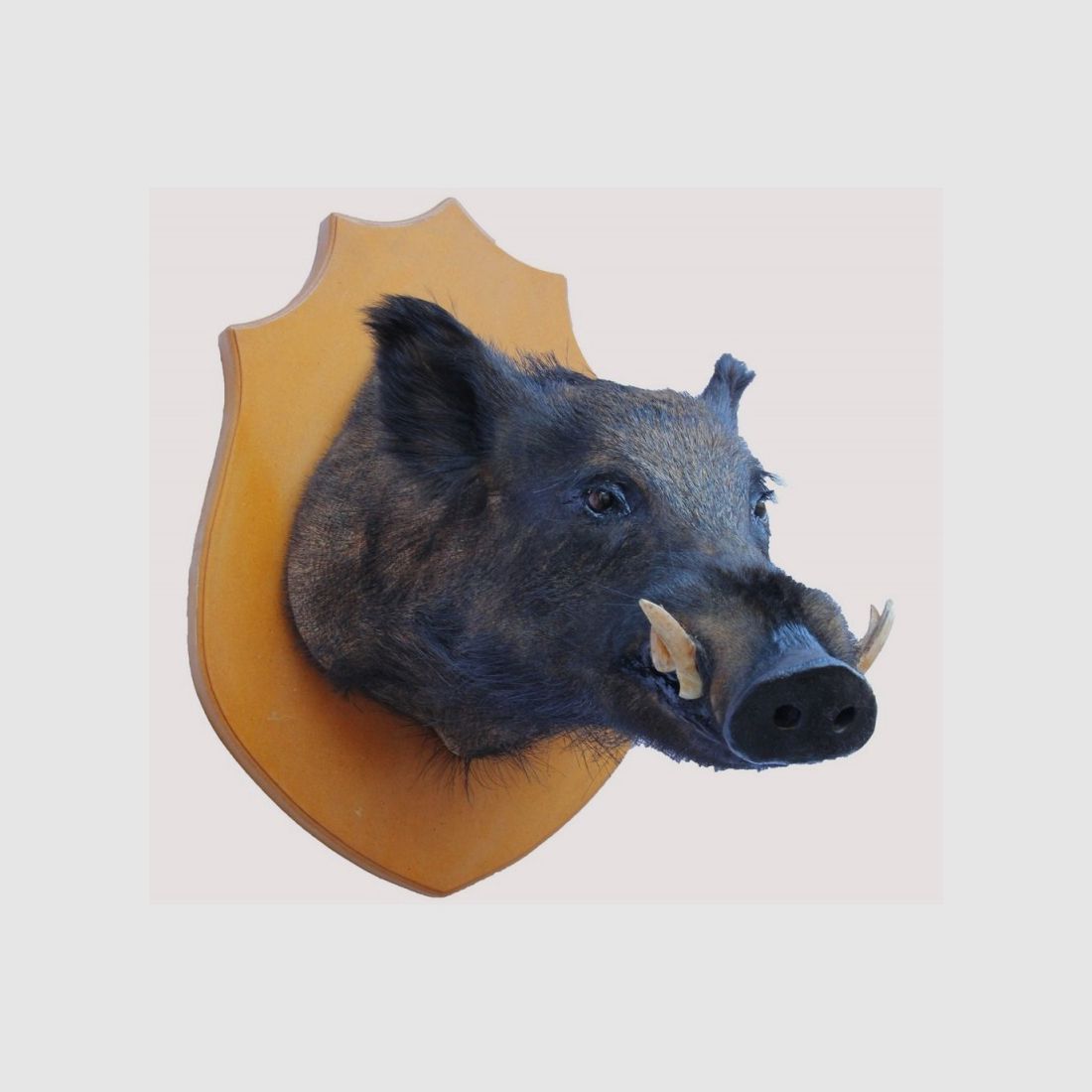Grande trofeo di cinghiale tassidermizzato, immagine 1 di 3
