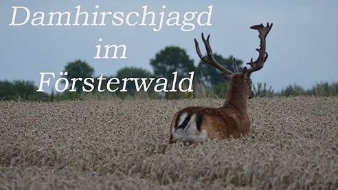 Damhirschjagd im Försterwald