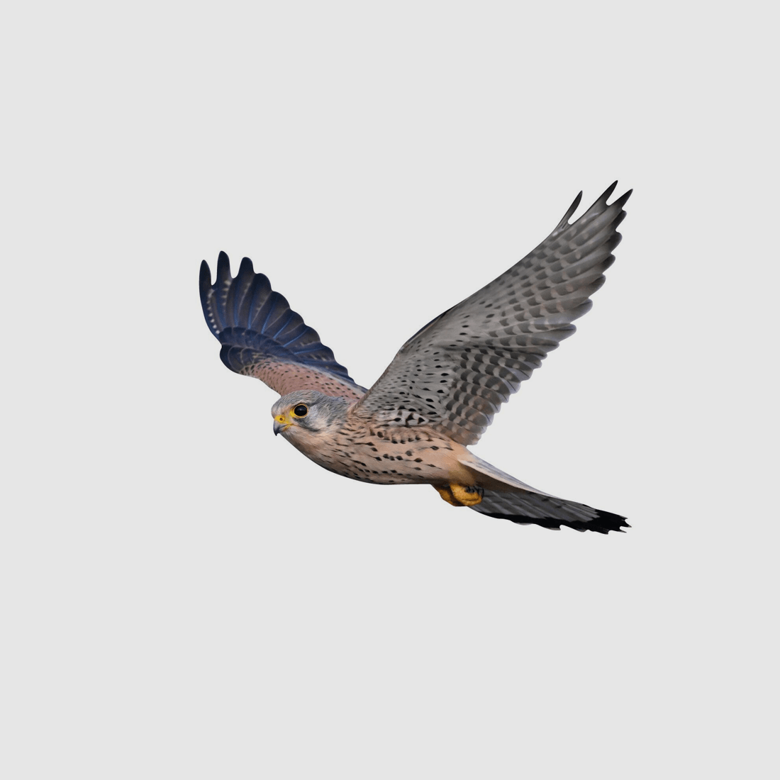 Support animalier Kestrel volant