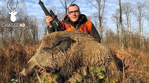 Battue de Sangliers, un Gros Mâle et des Compagnies ! Chasse HD