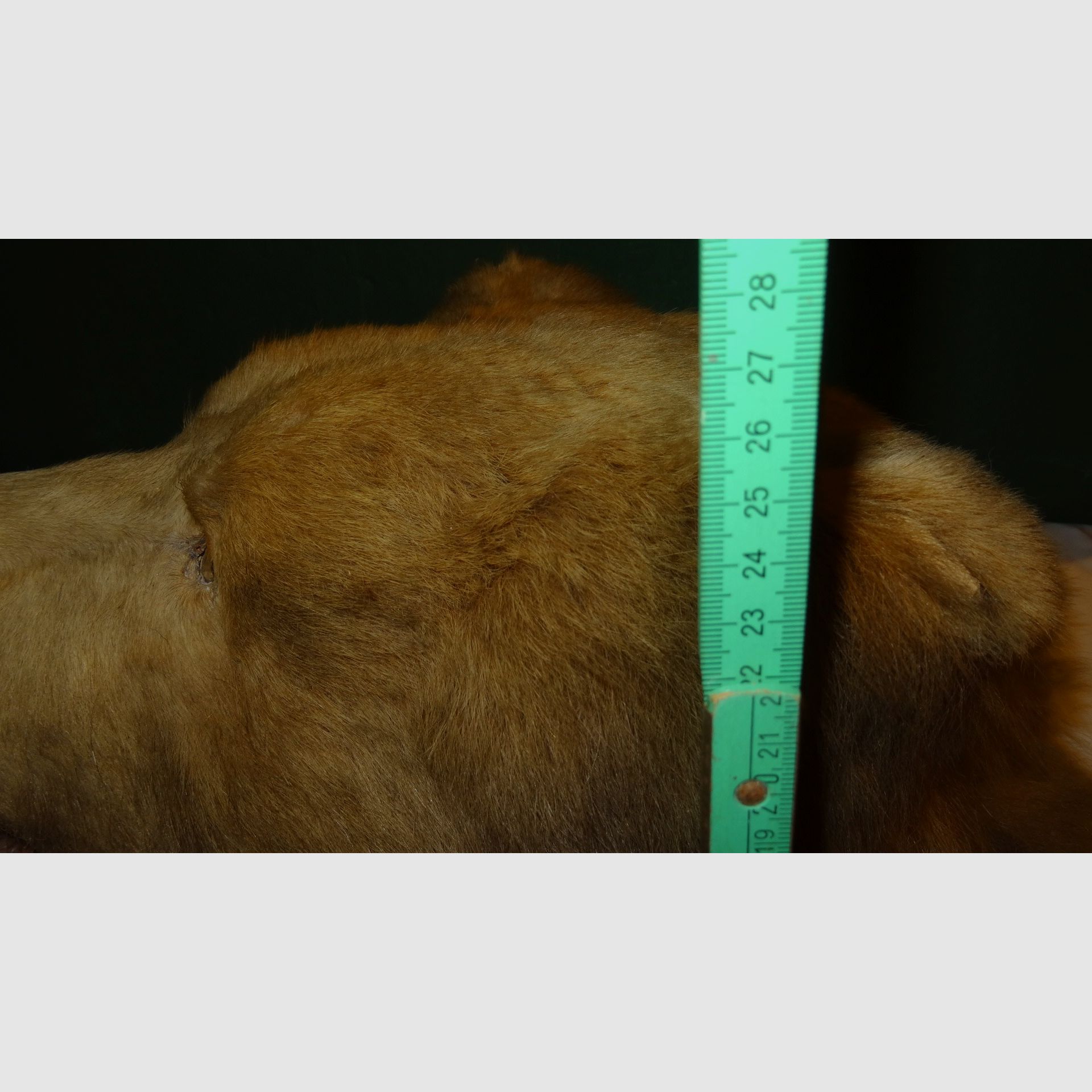 Cabeza de oso, trofeo, preparación como herencia, años 80, decoración