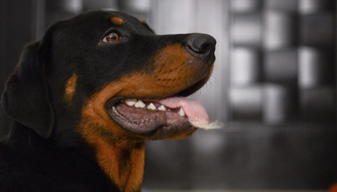 Rottweiler - una breve panoramica sulla razza