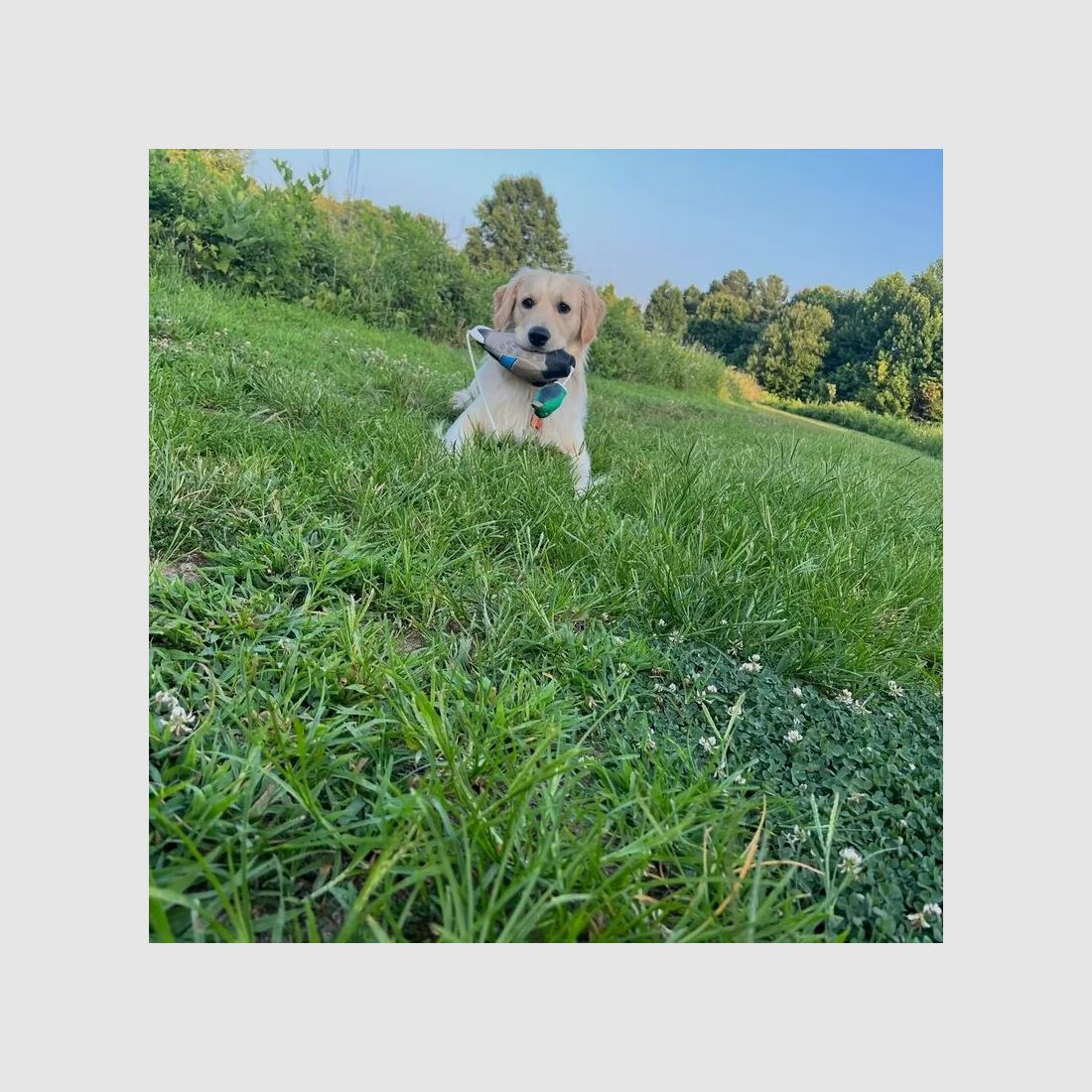 hs-arms Hunde Apportierdummy Stockente