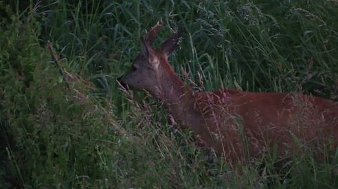 Abendansitz am Mais #Rehwild #Damwild #Wildschweine