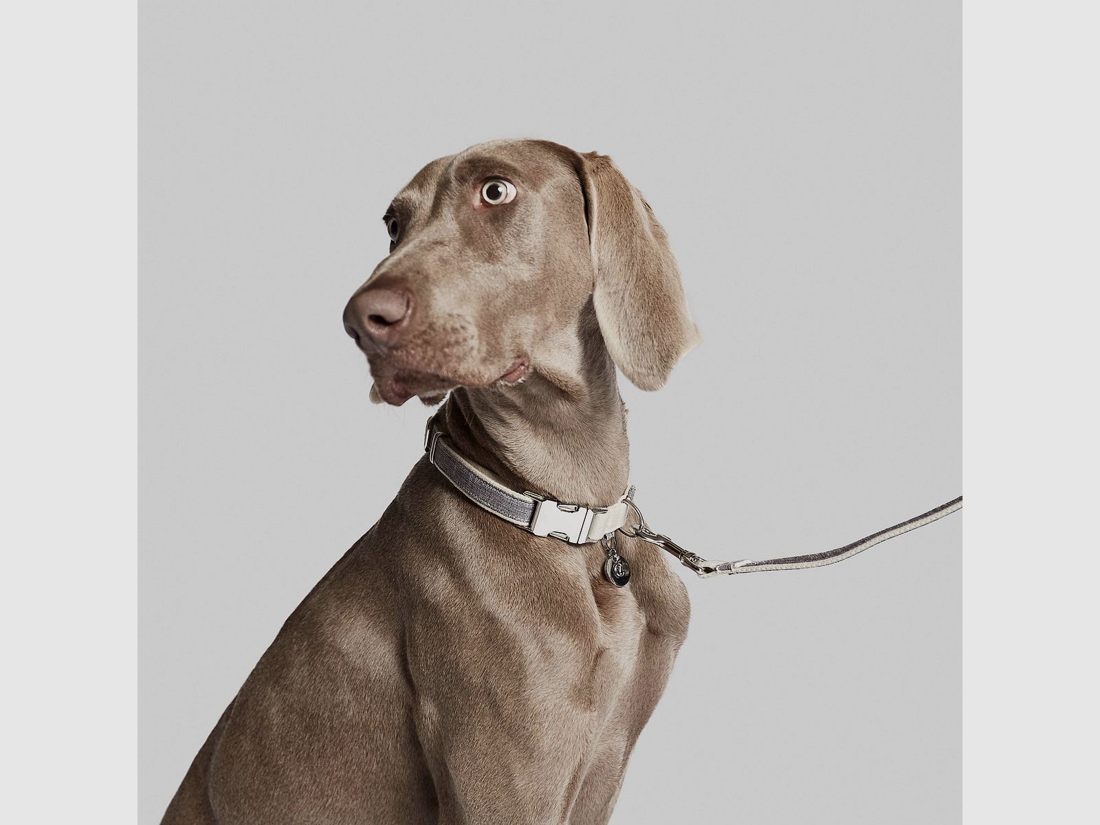 Halsband Coco, Bild 4 von 5