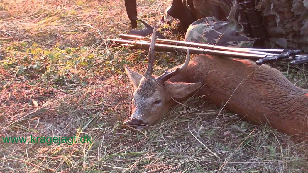 Bukkejagt 13-08-2017 / Roebuck stalking / Chasse au brocard / caza de corzo