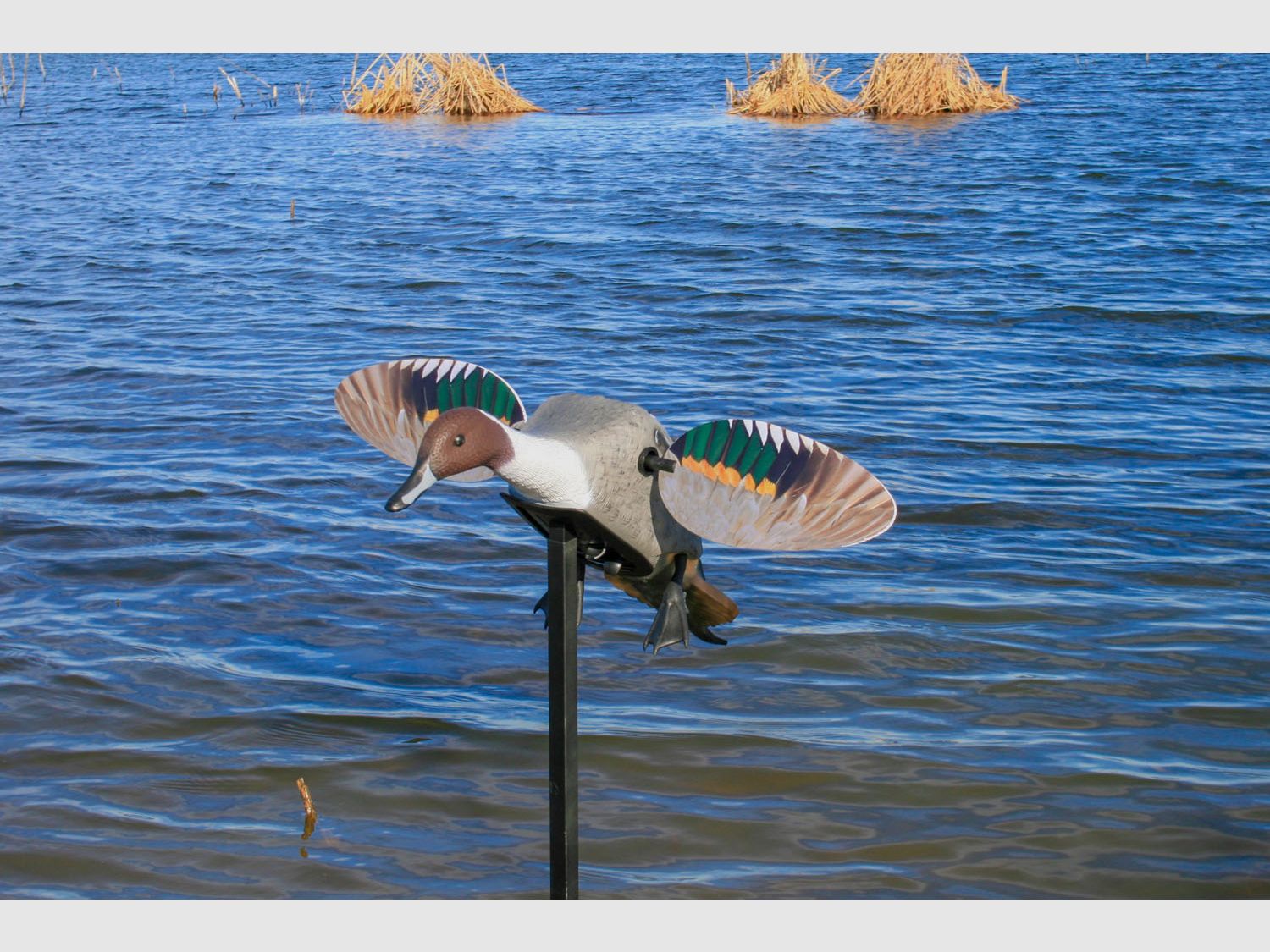 MOJO ES Pintail