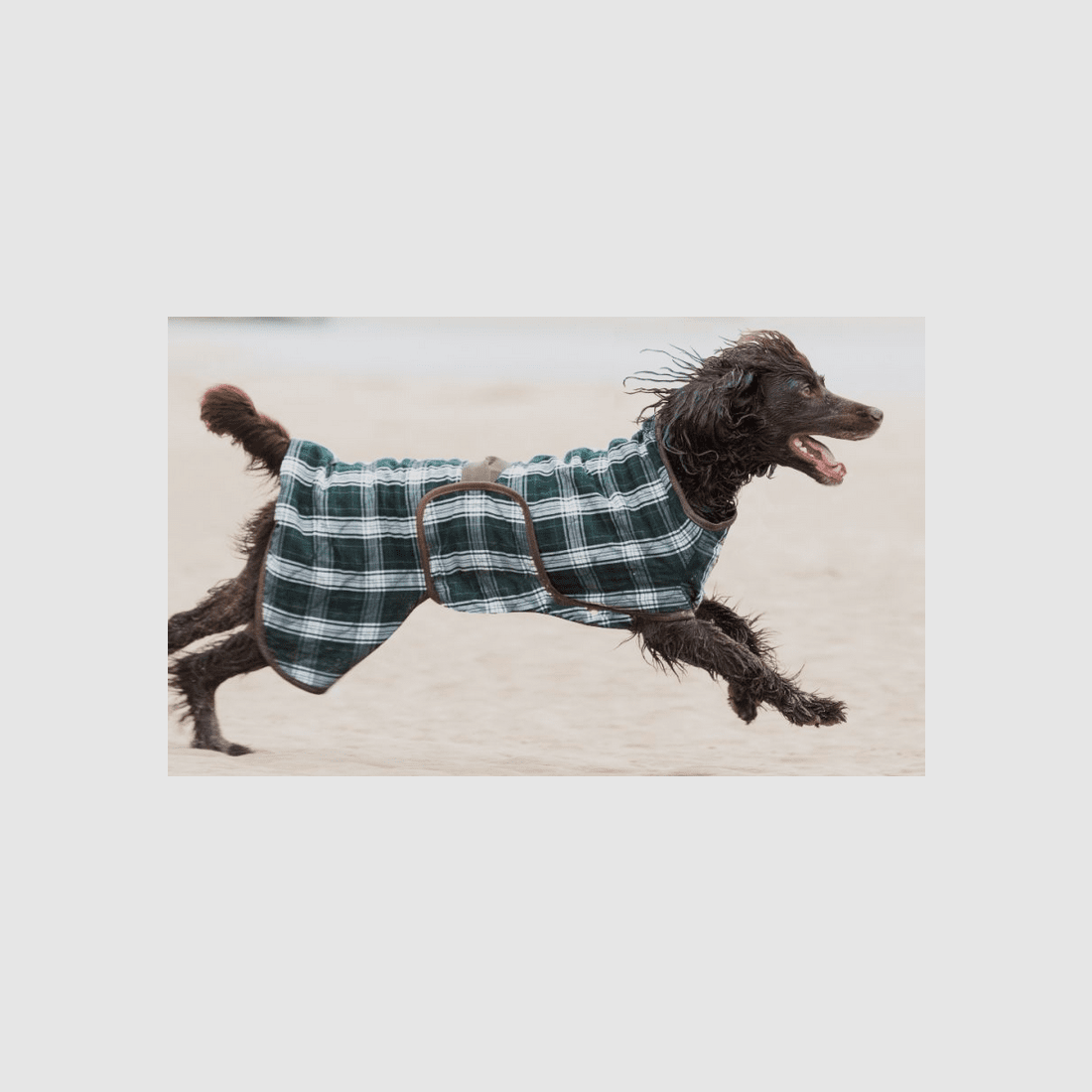 Siccaro Splash manteau de séchage pour chien