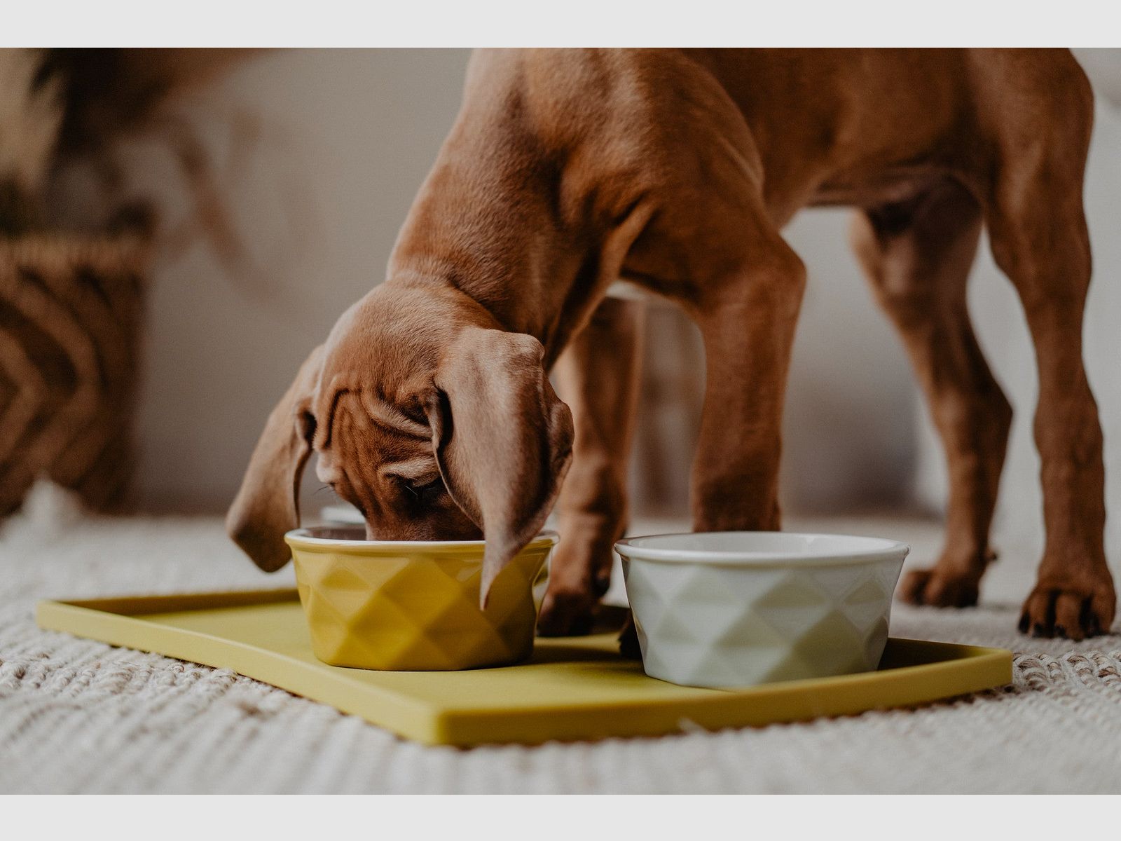 Hunter Ceramic Bowl Eiby