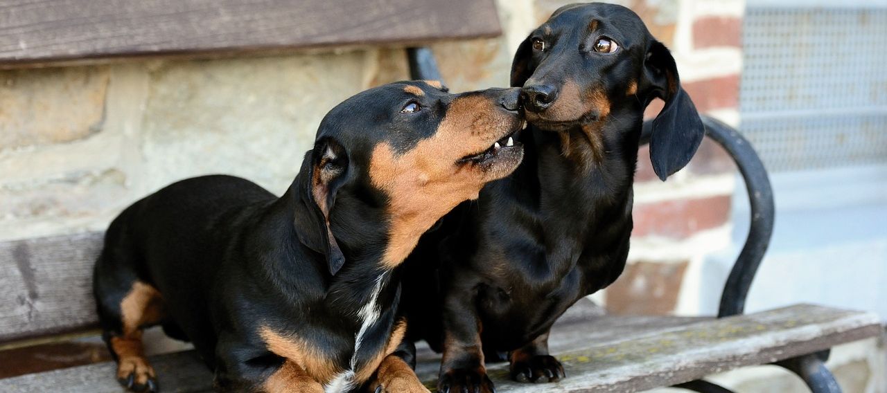Breed Profile: Dachshund / Teckel / German Dachshund