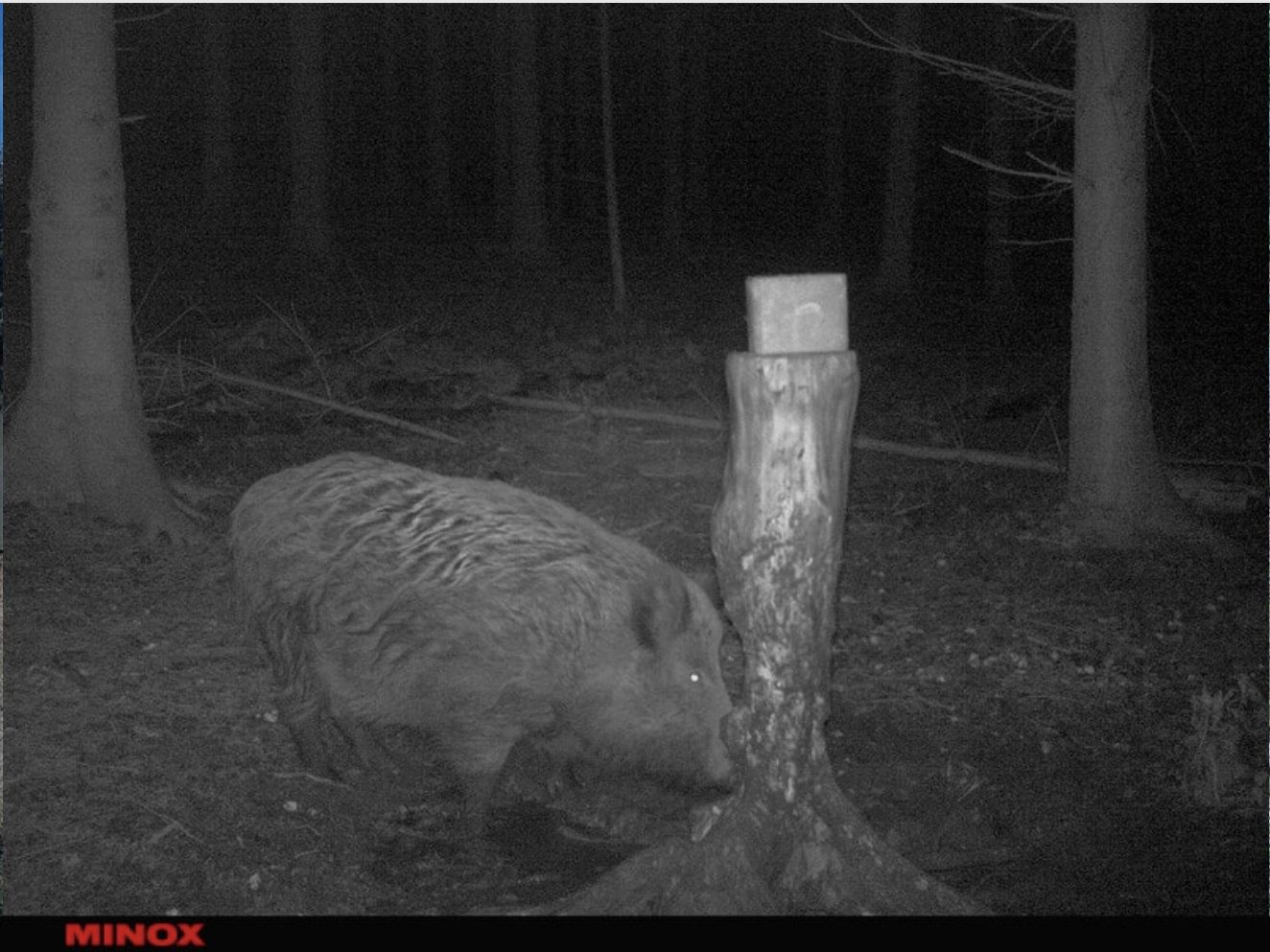 Minox 80406283 DTC 1200 4G Wildkamera Beobachtungskamera Fotofalle