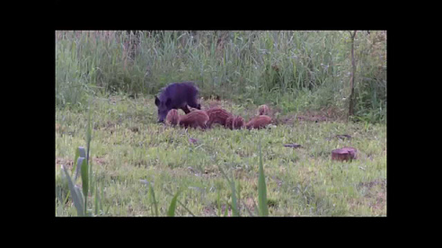 Jagd; Wildscheinjagd; Bache; Frischlinge; Monster; Reh; Bockjagd; Schorfheide