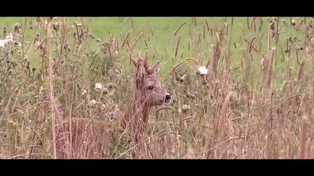 Mauser Film: Open Sight Hunter 2 - NAH AM WILD