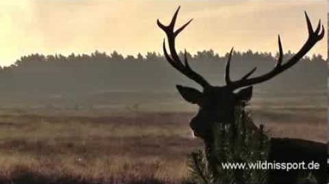 Brunftmorgen auf der Heide