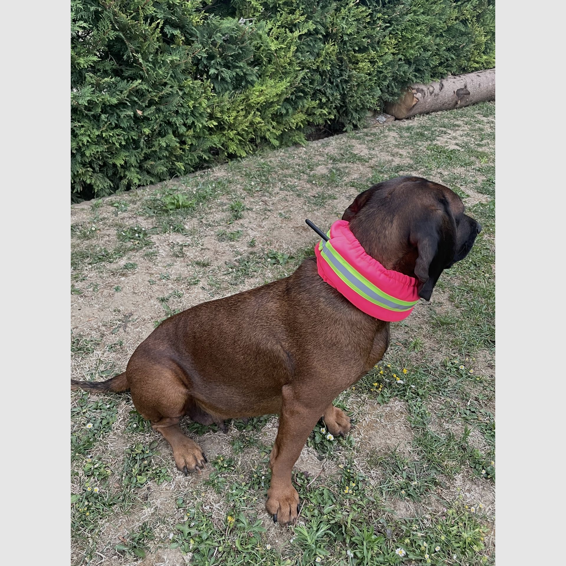 CANTOS Honden Signaalband Stretch Beschermhoes DogTrace Roze, afbeelding 4 van 7