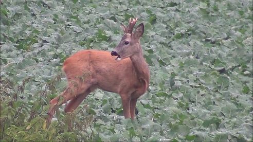 Ansitz im Moor Jagen im Revier von Jagdstifti Udo  Rehwild erlegt.  polowanie