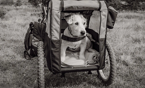 The Best Dog Carriers: A Comprehensive Review