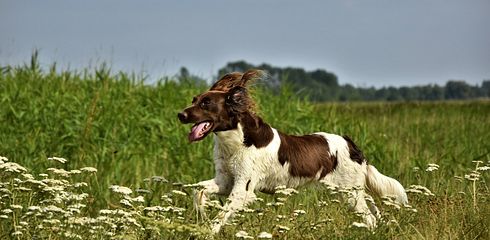 Welche Prüfungen braucht mein Jagdhund