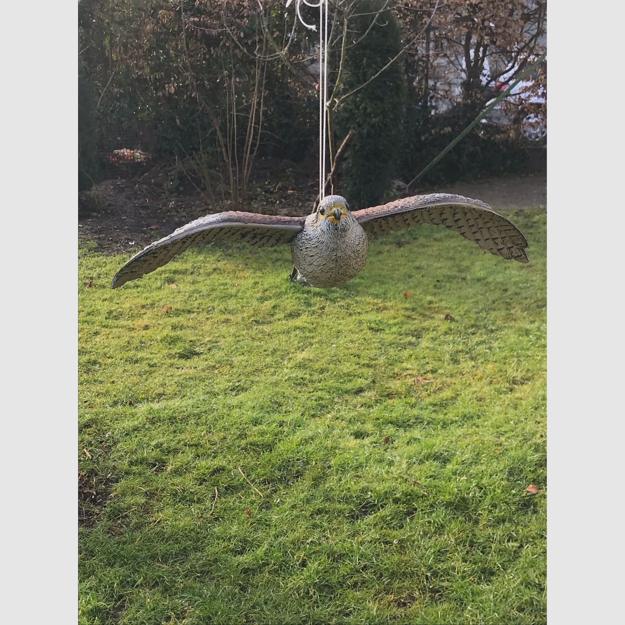 Fliegender Falke