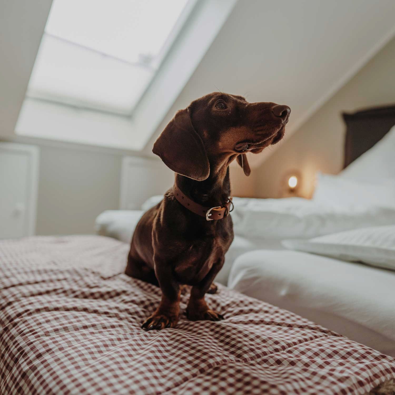 Hunter Halsband Aalborg SOUL