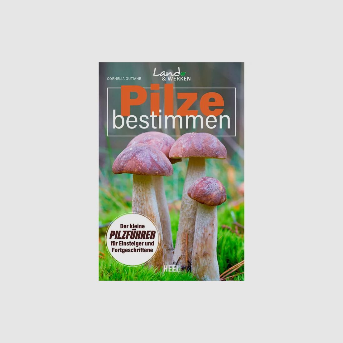 Pilze bestimmen