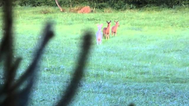 Blattjagd mit der Kamera Blattzeit weißes Reh mit Kitzen 2014 Bockjagd