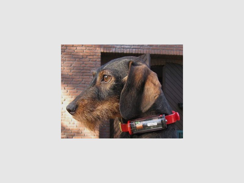 Set di localizzazione canina B&F di ultima generazione, immagine 2 di 5