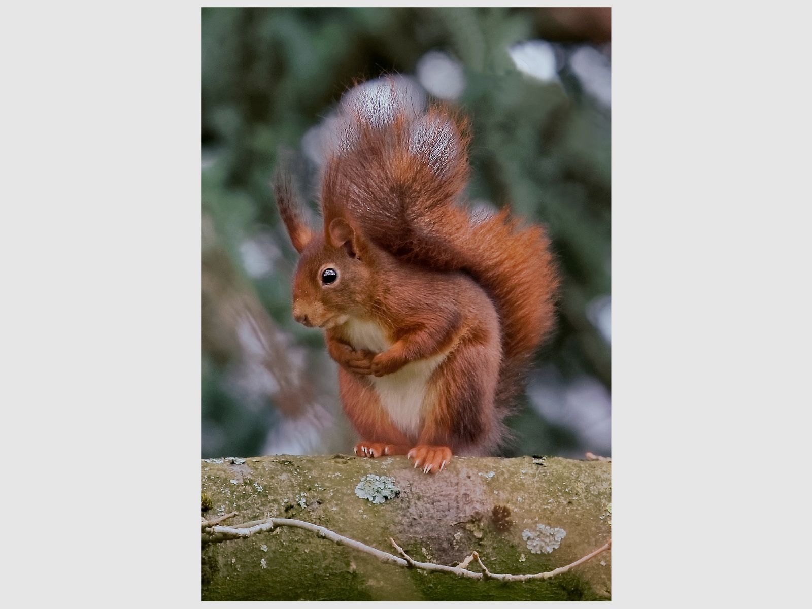 Folded card with squirrel motif