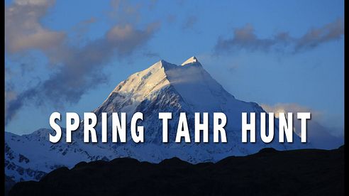 Spring Tahr Hunt New Zealand