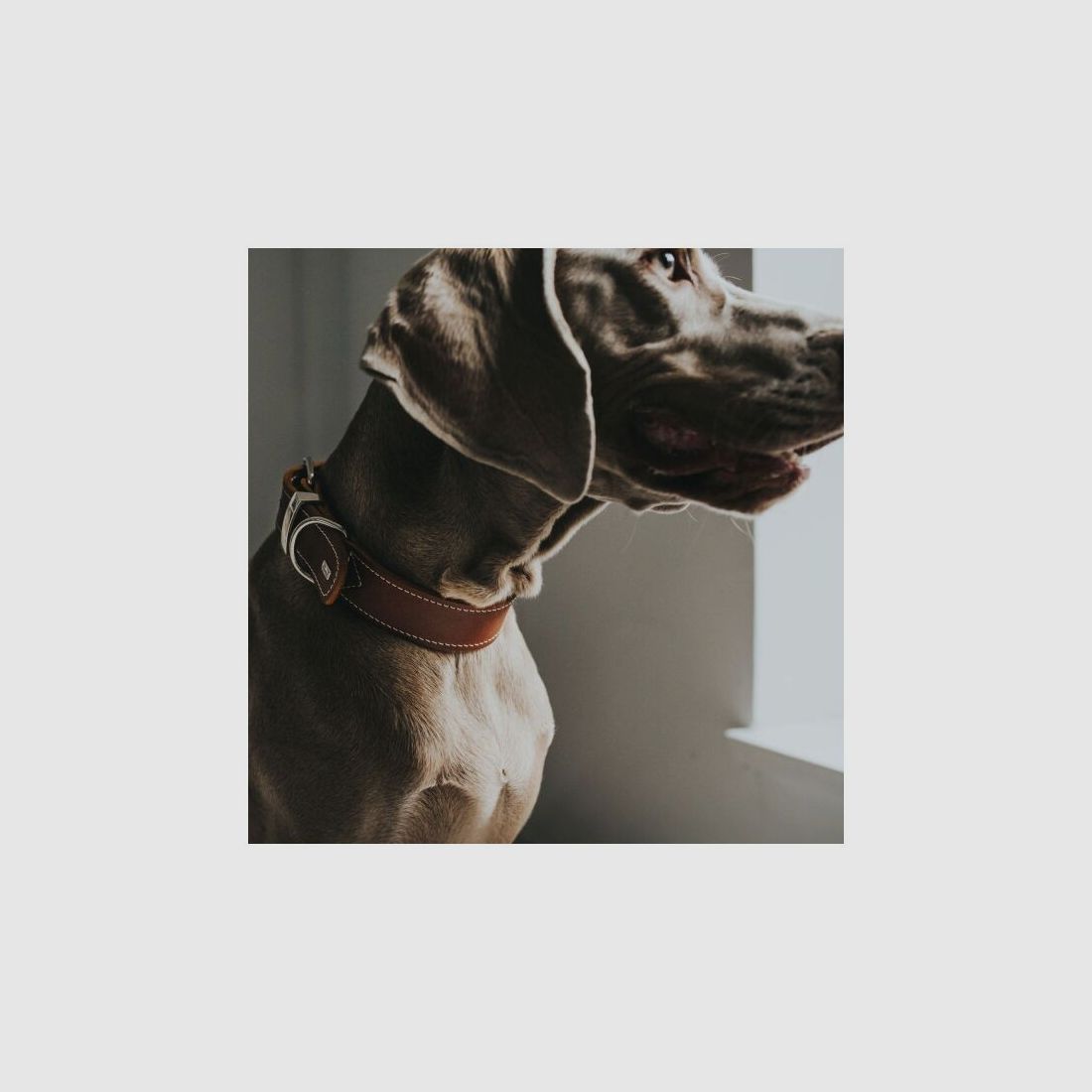 Hunter Halsband Aalborg Special