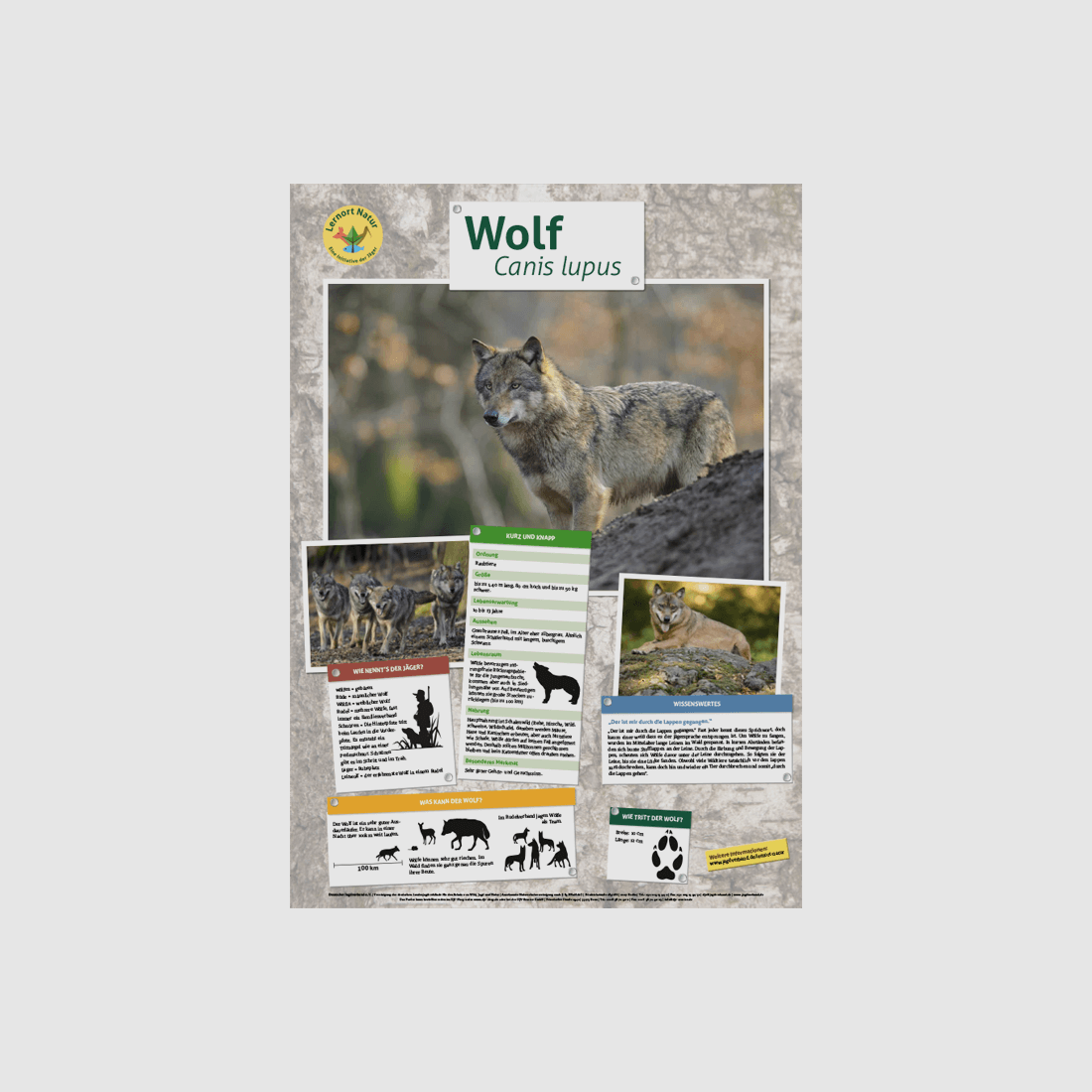 Learning Place Nature - Animal Poster Wolf