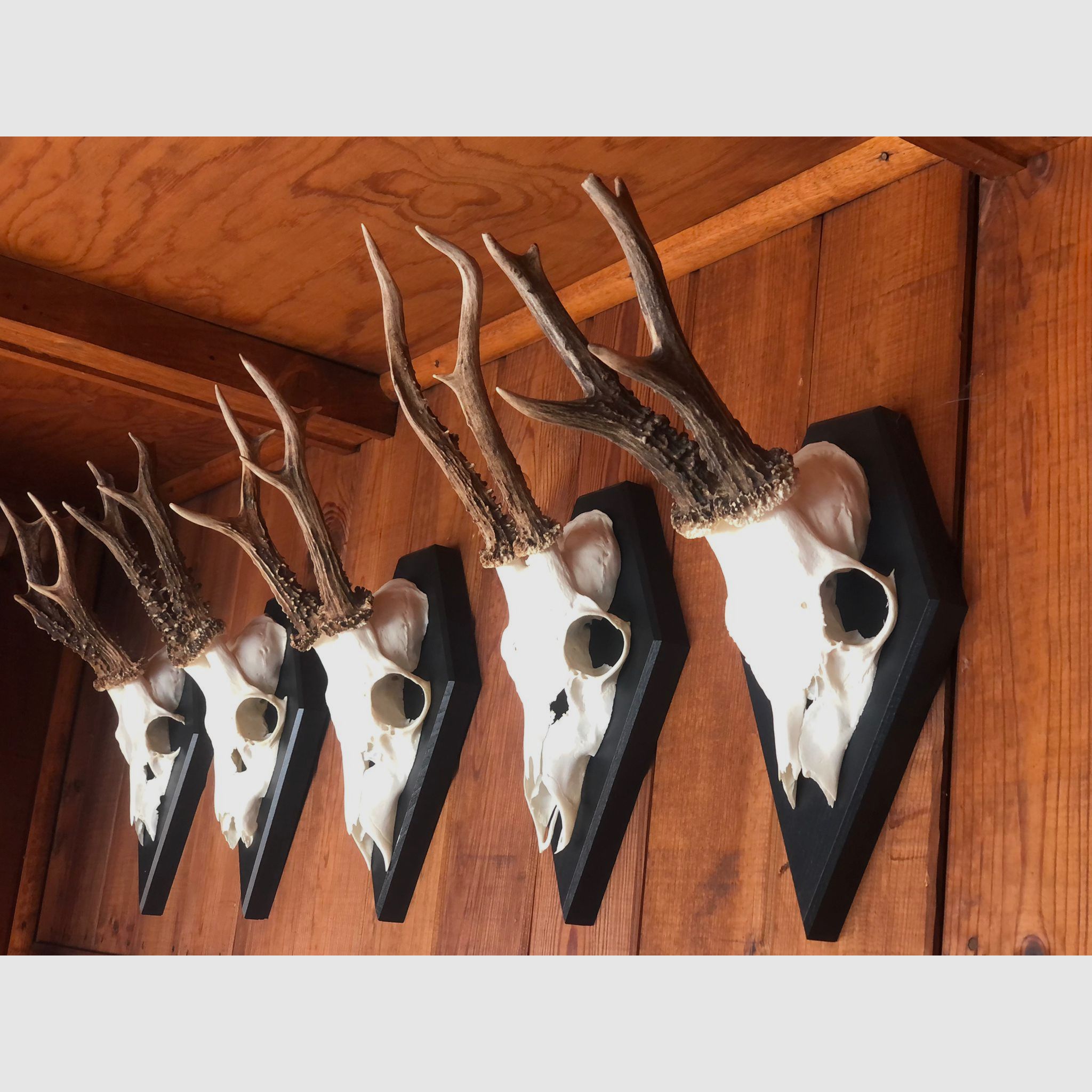 Gehörnbrett - Trophäenbrett Reh Waldtraut - Farbe schwarz, grau oder weiß