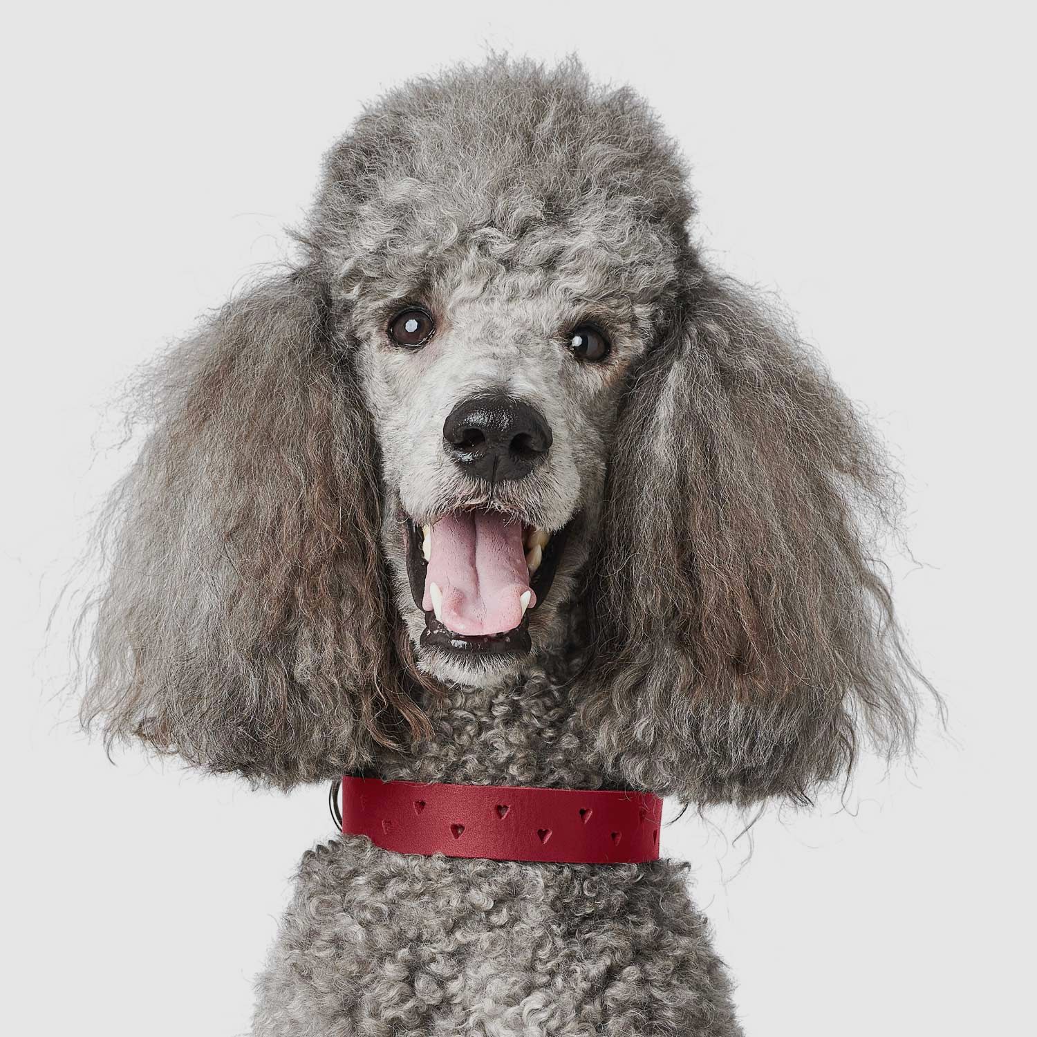 Hunter Halsband Aalborg SOUL