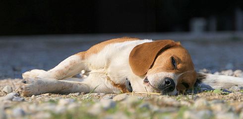 Rasseprofil: Beagle