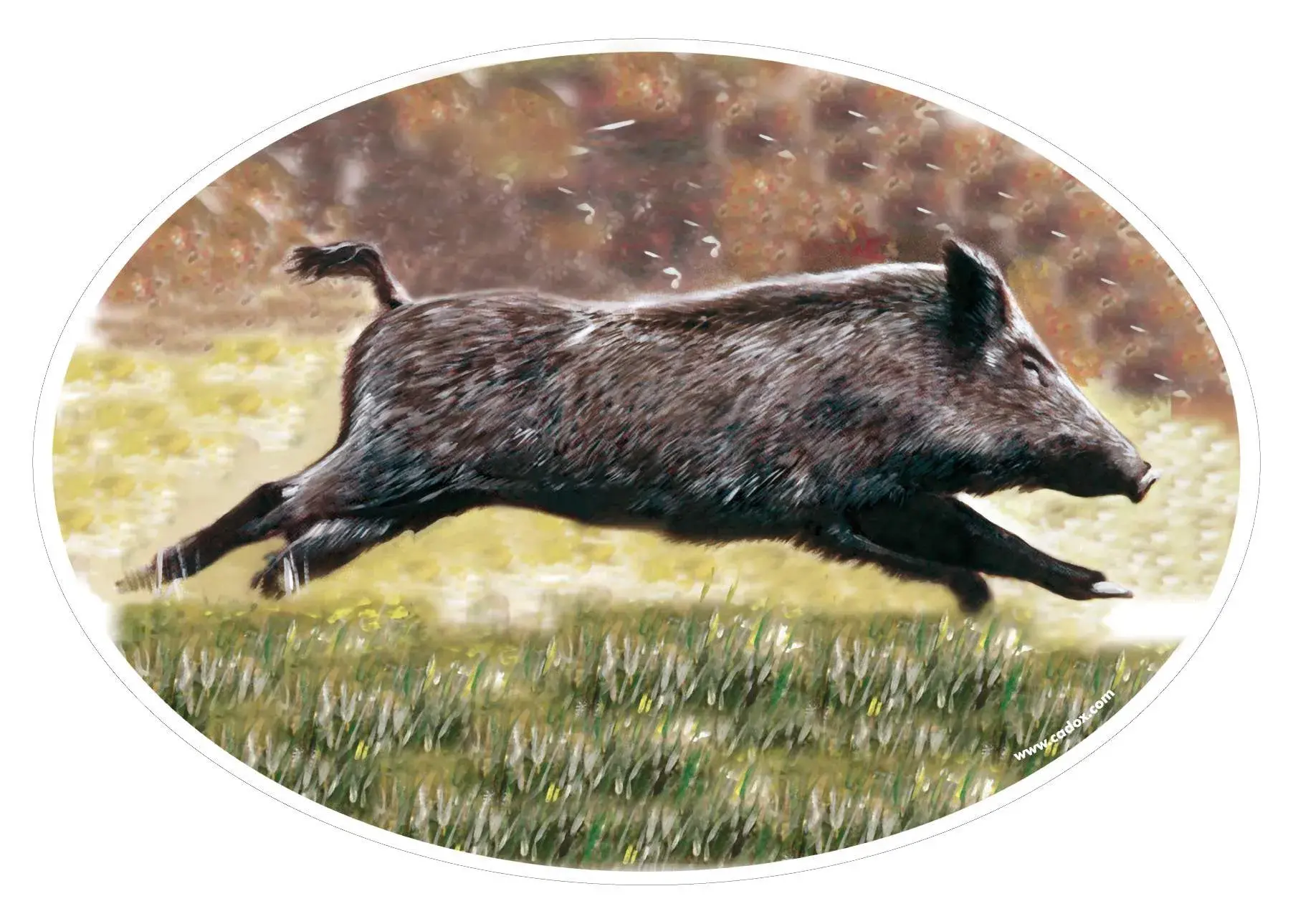 Aufkleber Wildschwein, Bild 2 von 2