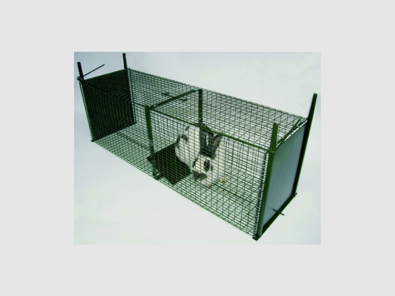 Gallic wire box trap