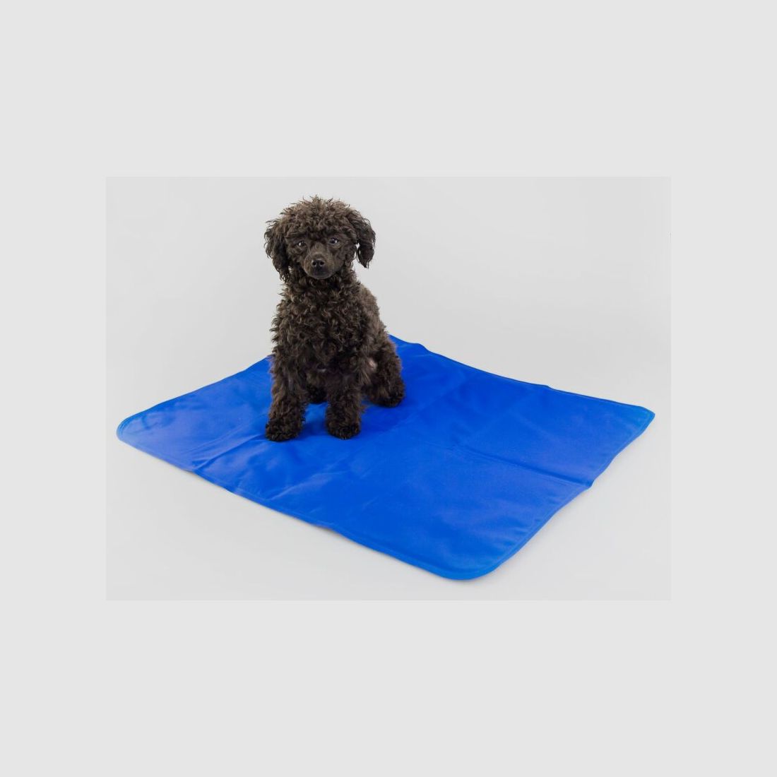 Procyon Hunde Kühlmatte