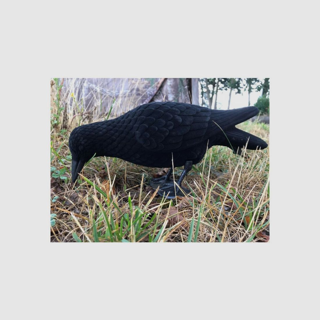 Lockkrähe pickend, beflockt 33cm