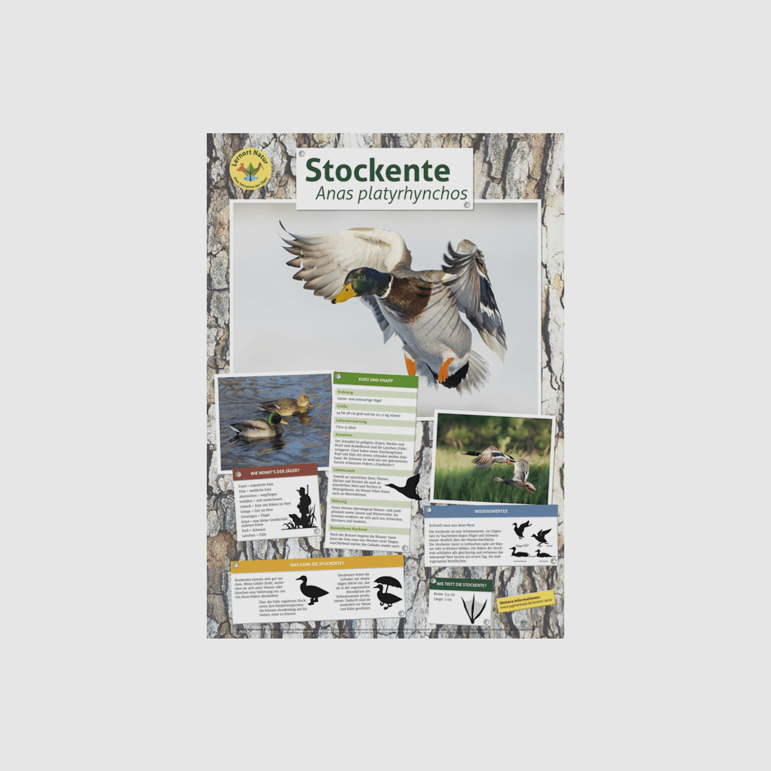 Lernort Natur-Tierposter Stockente