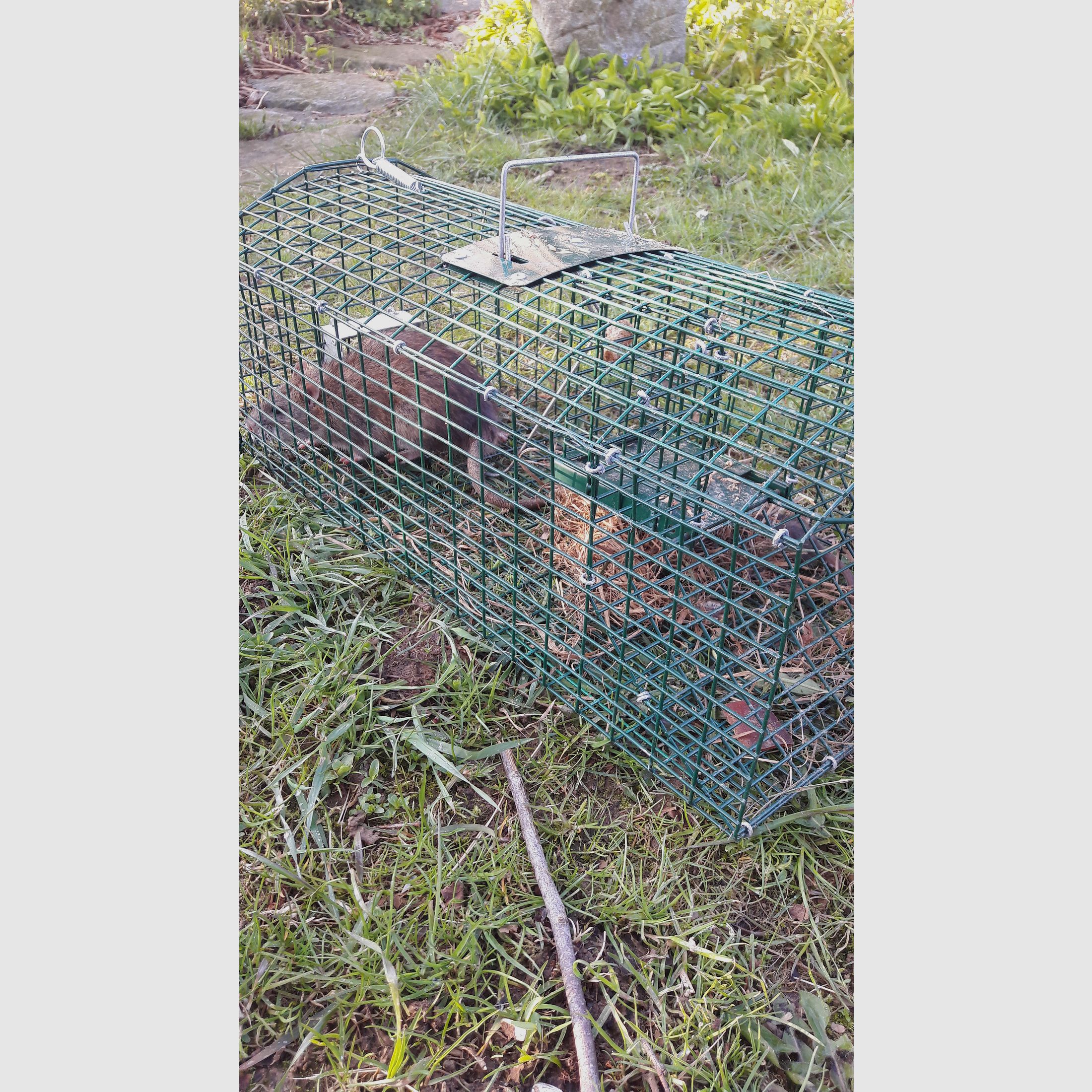 Trampa automática para ratas