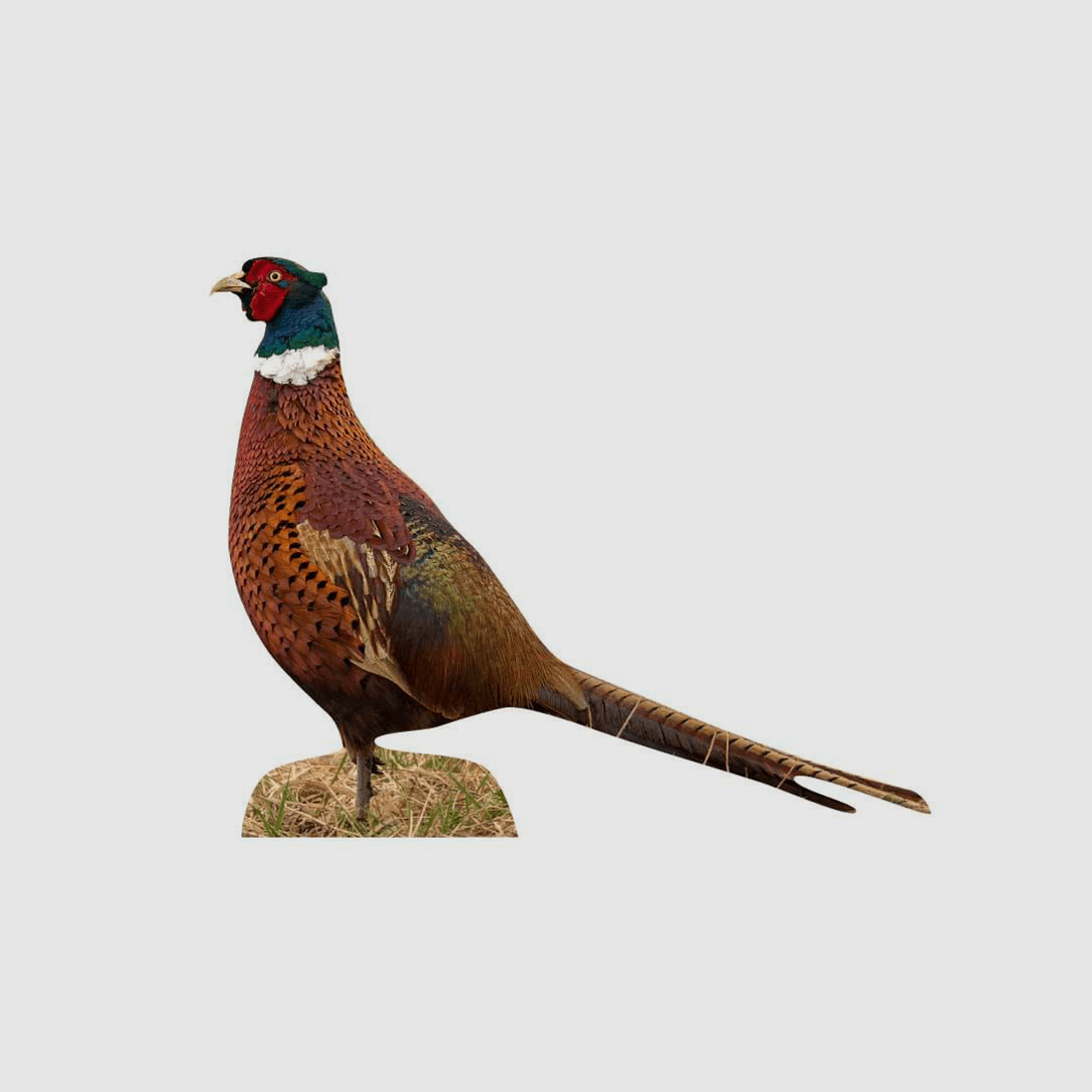 Dierstand fazanthaan staand