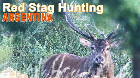 Red Stag Hunting In Argentina - Patagonia / 2018 (Chasse Cerf Approche)