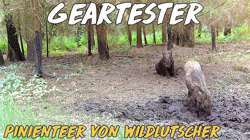 Pinienteer von Wildlutscher im Test