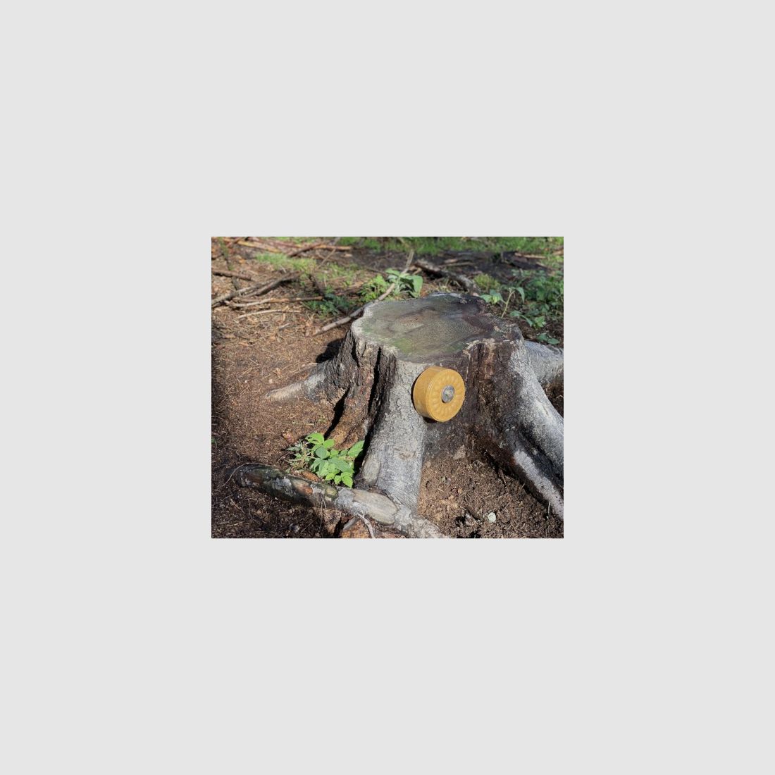 Juego de tornillos Wildlutscher para montaje en árbol