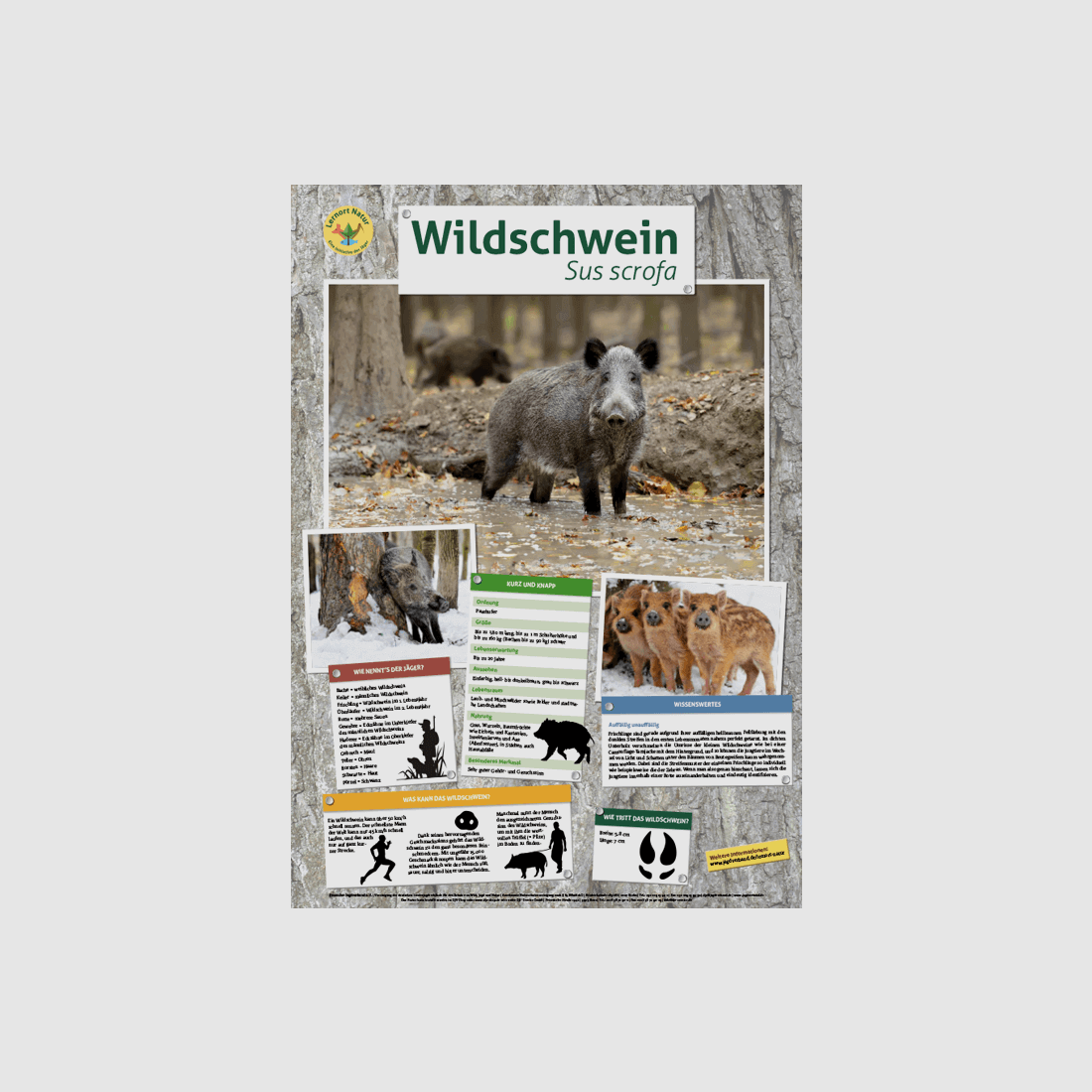 Lernort Natur-Tierposter Wildschwein
