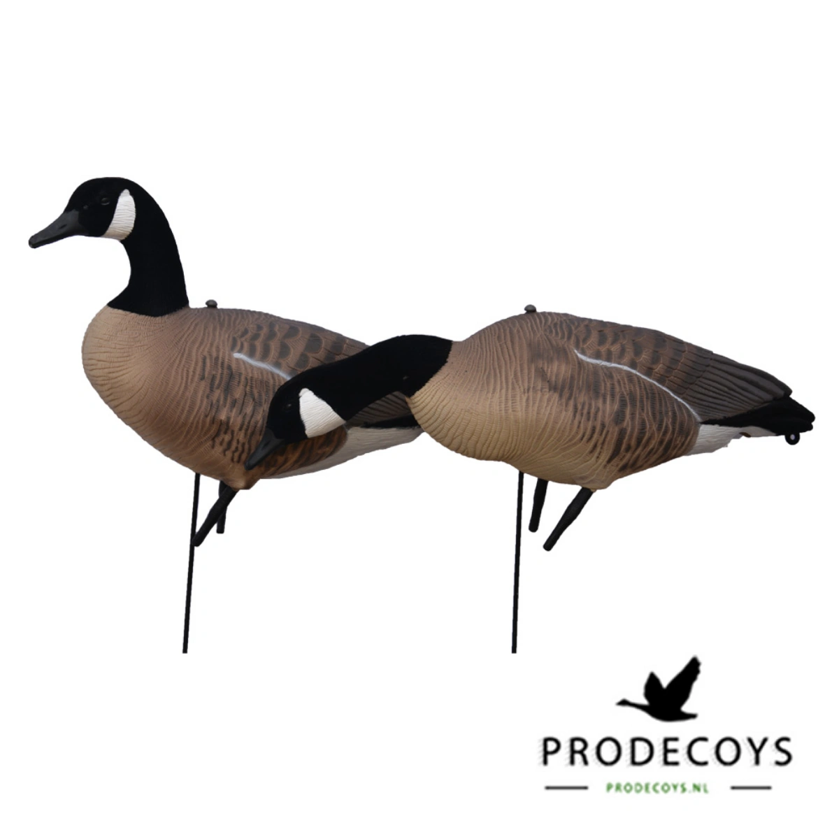 Prodecoys Canadese gans 12 stuks, afbeelding 1 van 2