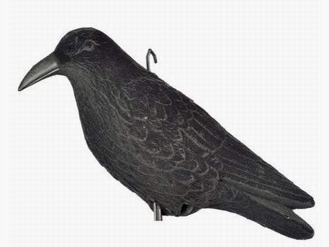 Lokvogel Kraai Geflockt