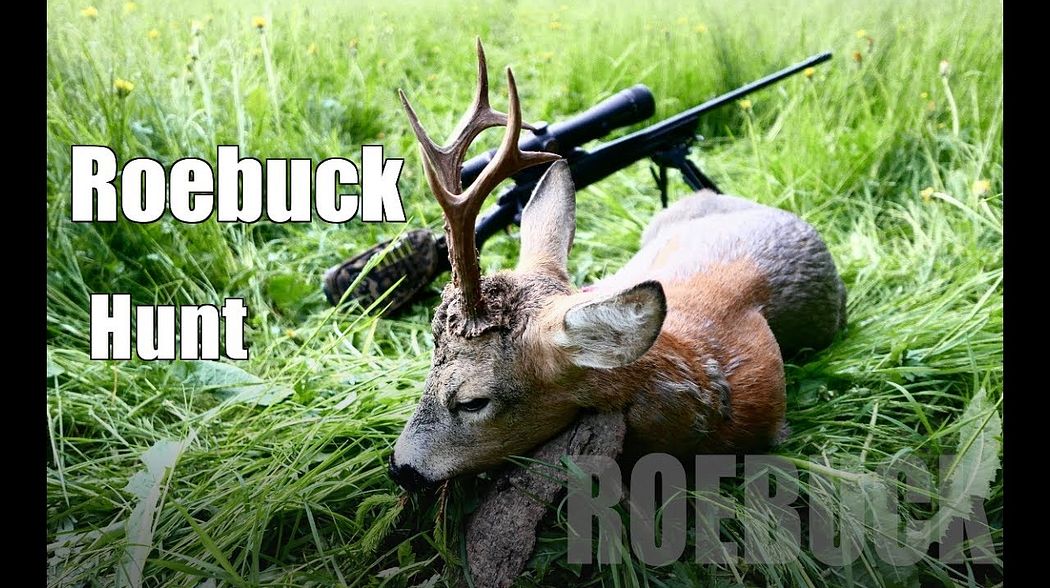 7mm Rem Mag vs buck/  Roebuck hunting 2017/ Bockjagd 2017