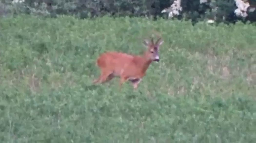 Jagd in Mecklenburg-Vorpommern Teil 1