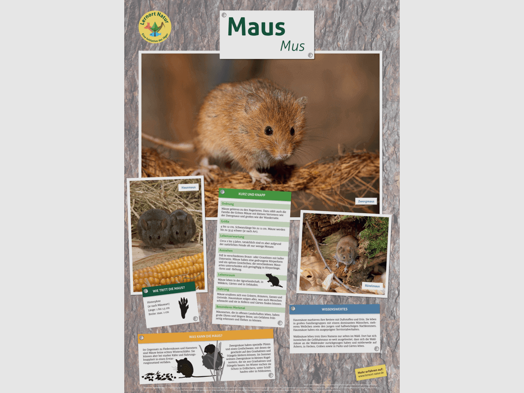 Lernort Natur-Tierposter Maus